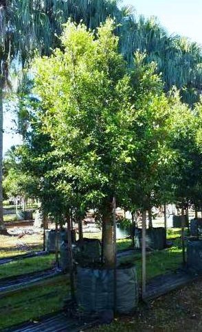 Ficus Flash (Hills Weeping Fig)